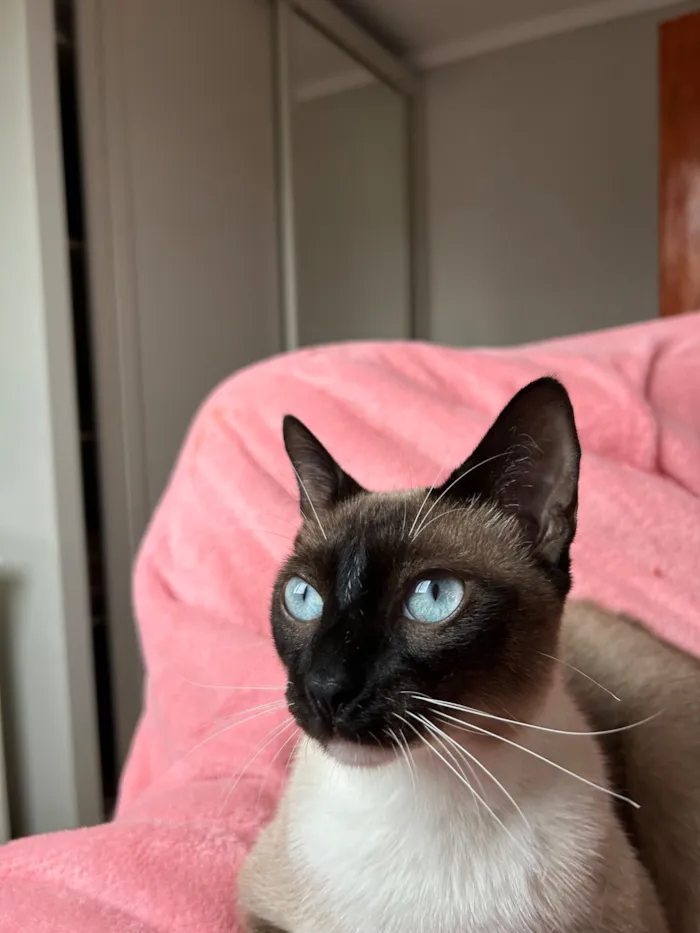 Gato raça Siamês idade 1 ano nome Soneca