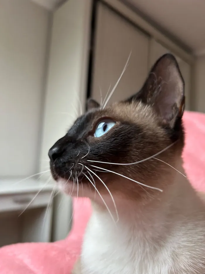 Gato raça Siamês idade 1 ano nome Soneca