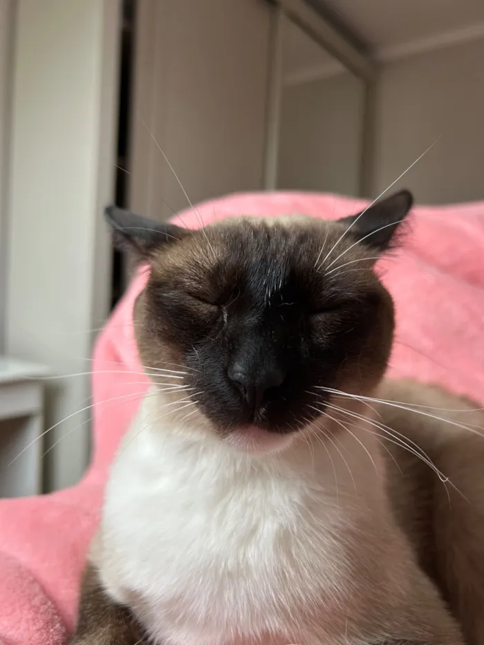 Gato raça Siamês idade 1 ano nome Soneca