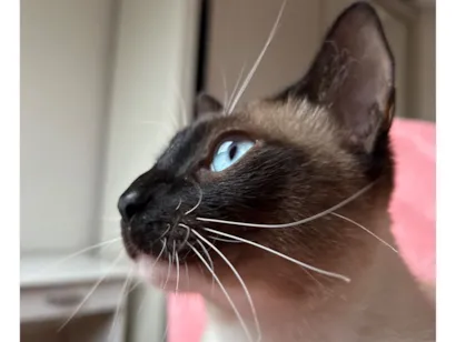 Gato raça Siamês idade 1 ano nome Soneca