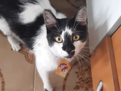 Gato raça SRD-ViraLata idade 4 anos nome Simba