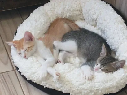 Gato raça SRD-ViraLata idade 2 a 6 meses nome Sem nome ainda