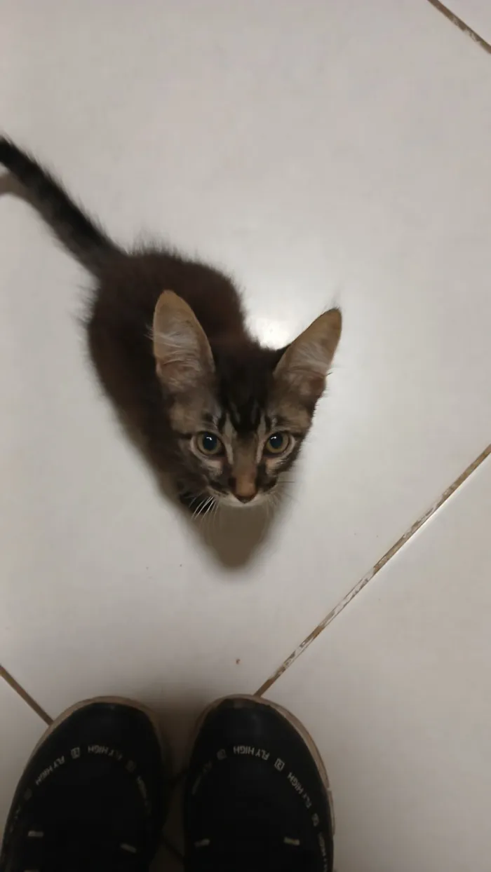 Gato raça SRD-ViraLata idade 2 a 6 meses nome Fofinho