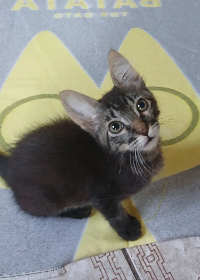Gato raça SRD-ViraLata idade 2 a 6 meses nome Fofinho