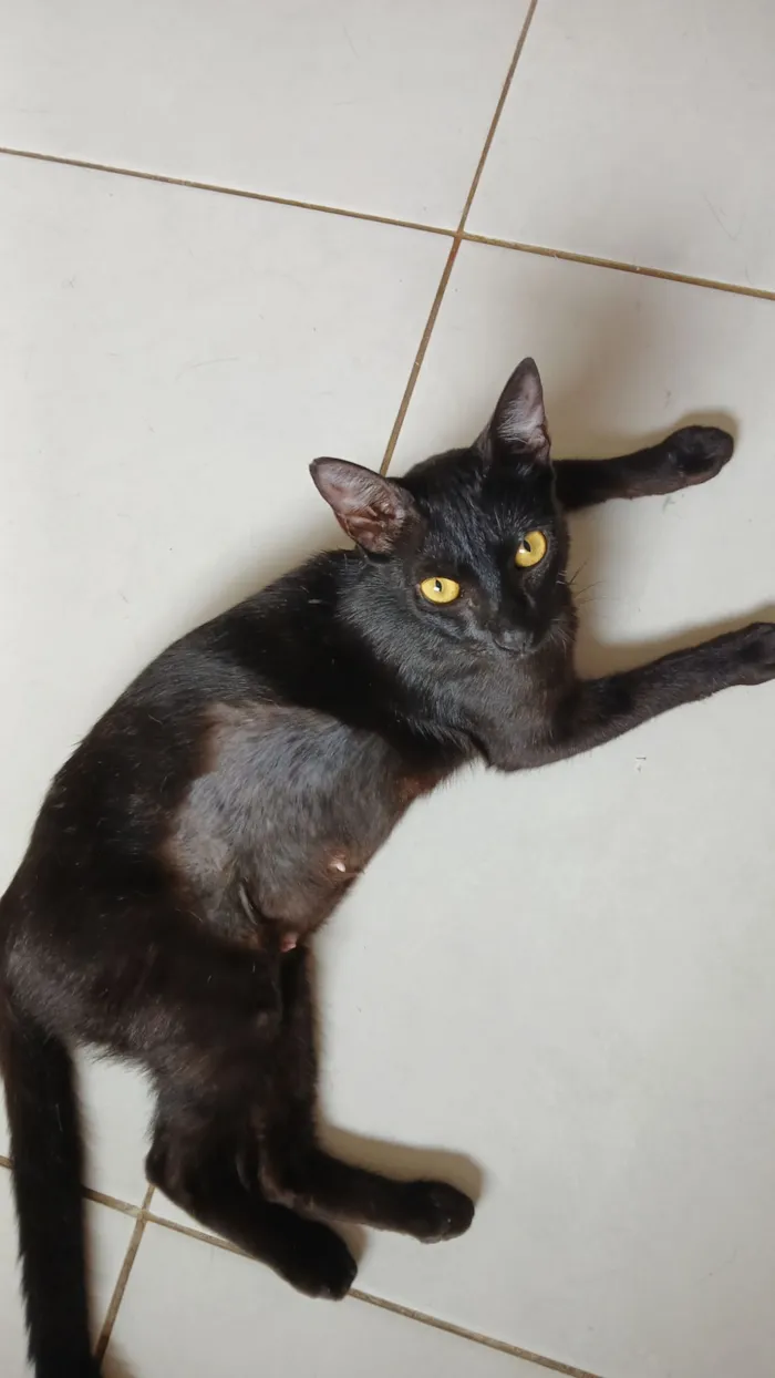 Gato raça SRD-ViraLata idade 2 anos nome Eclipse