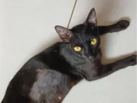 Gato raça SRD-ViraLata idade 2 anos nome Eclipse