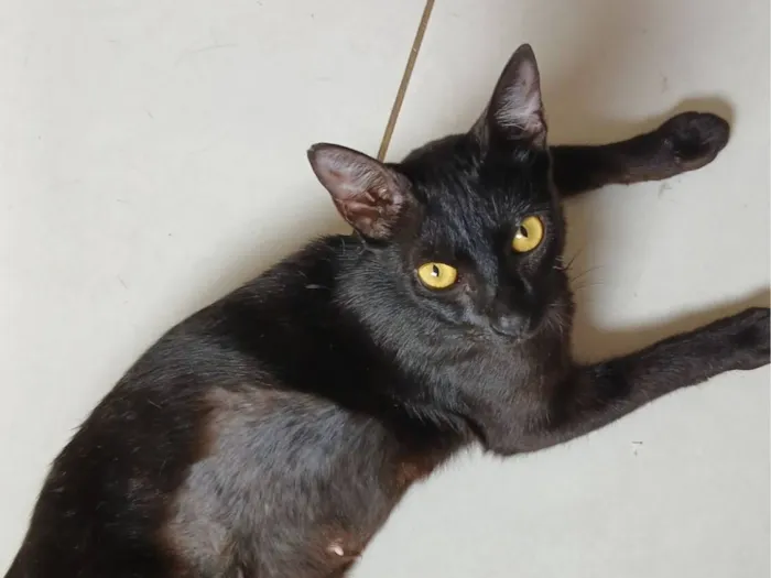 Gato raça SRD-ViraLata idade 2 anos nome Eclipse
