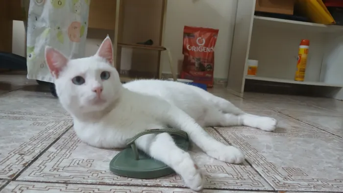 Gato raça SRD-ViraLata idade 3 anos nome Canjica