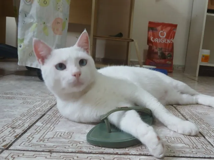 Gato raça SRD-ViraLata idade 3 anos nome Canjica