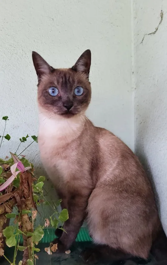 Gato raça SRD-ViraLata idade 3 anos nome Pitaya