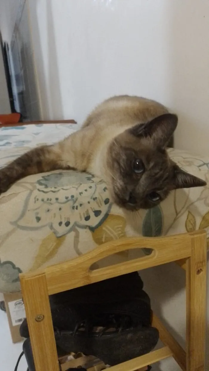 Gato raça SRD-ViraLata idade 3 anos nome Pitaya