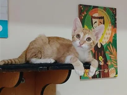 Gato raça SRD-ViraLata idade 2 a 6 meses nome ROCK