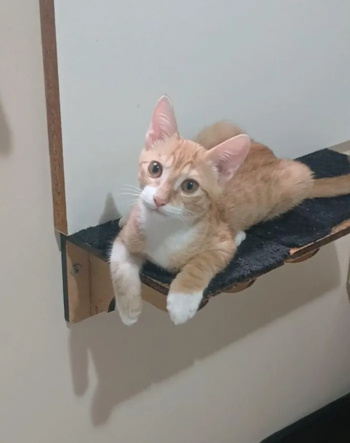 Gato raça SRD-ViraLata idade 2 a 6 meses nome ROCK