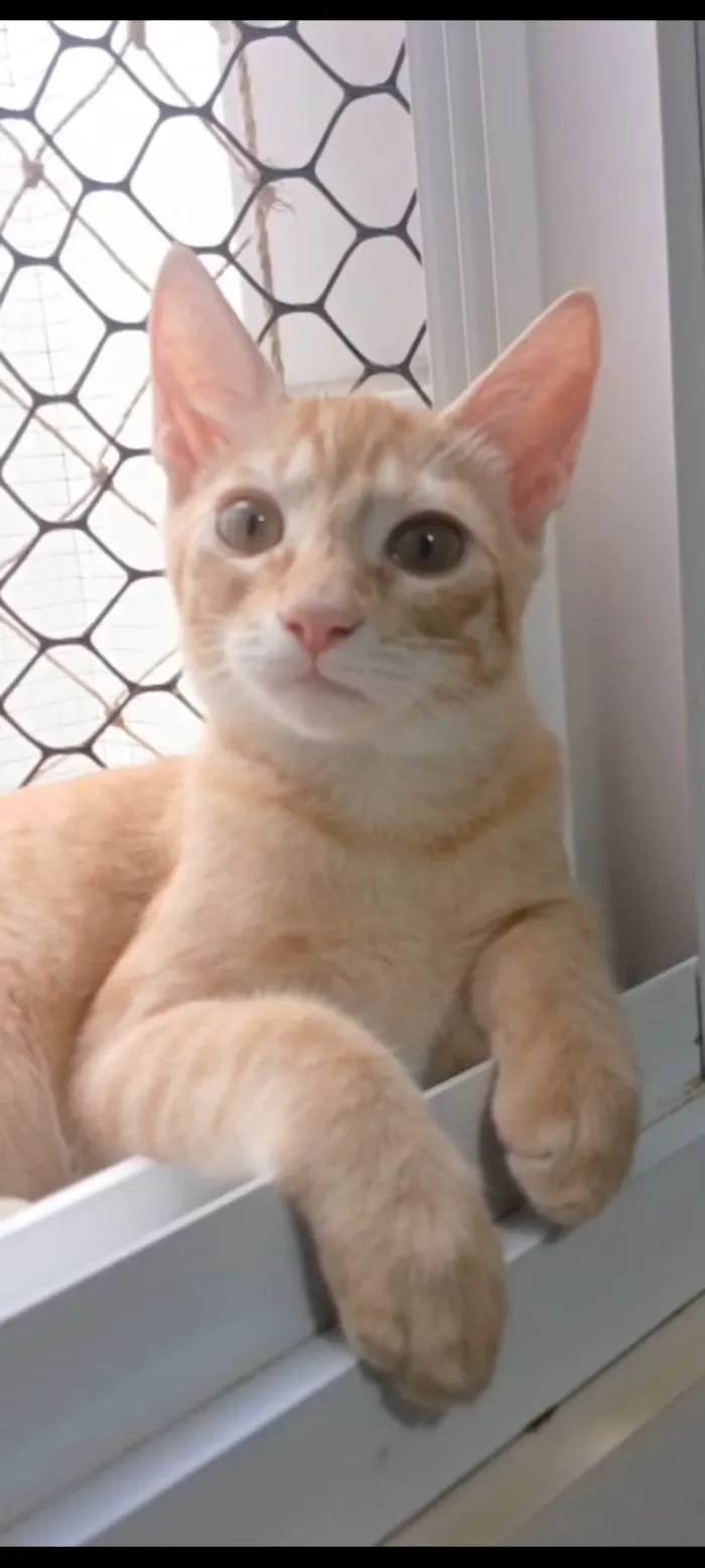 Gato raça SRD-ViraLata idade 2 a 6 meses nome ROCK