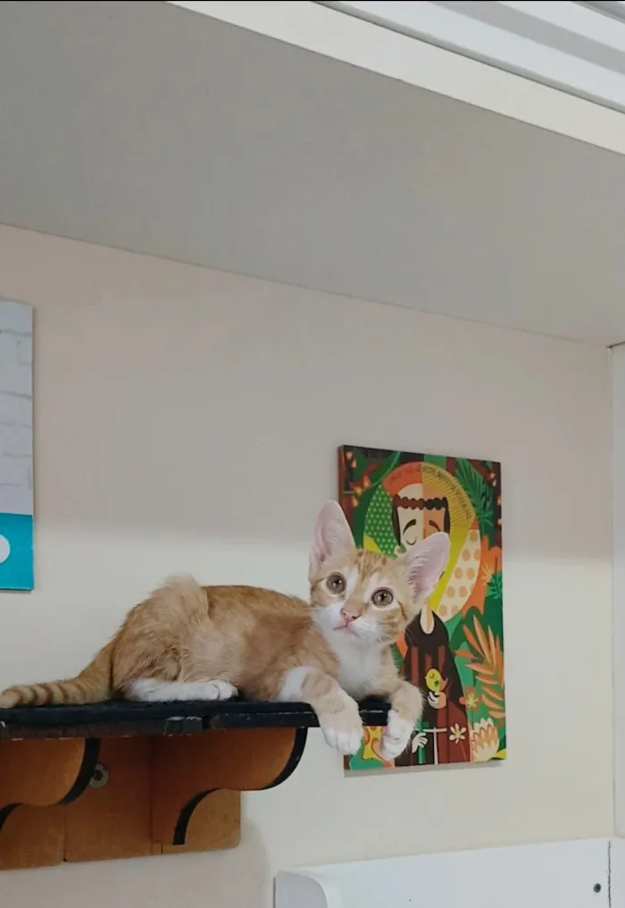 Gato raça SRD-ViraLata idade 2 a 6 meses nome ROCK