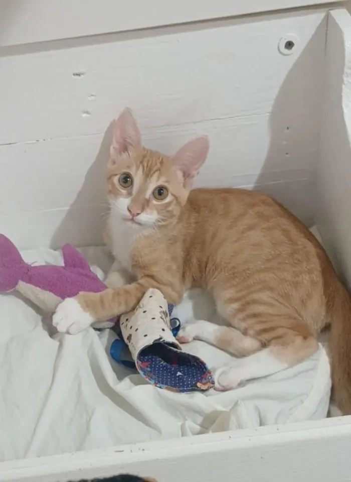 Gato raça SRD-ViraLata idade 2 a 6 meses nome ROCK