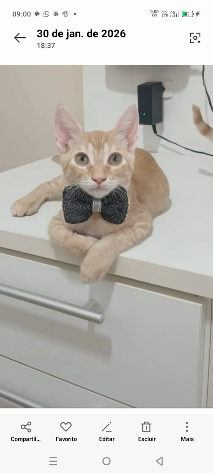 Gato raça SRD-ViraLata idade 2 a 6 meses nome Ringo