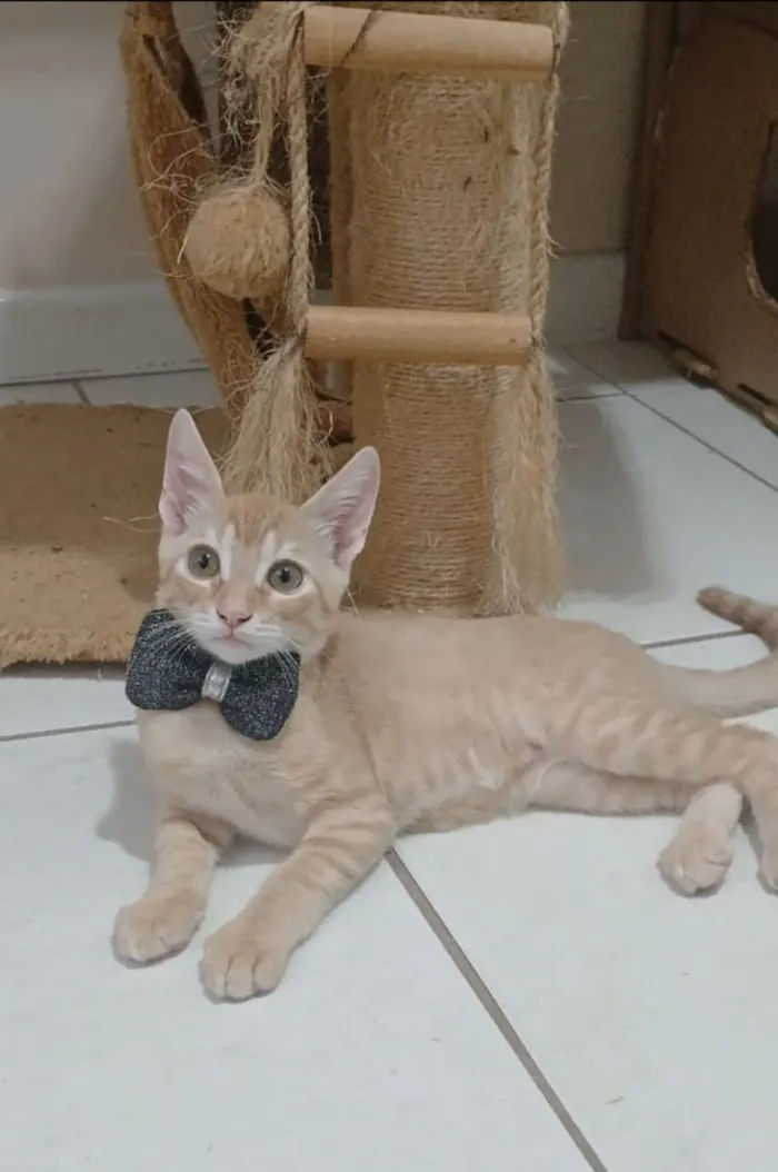 Gato raça SRD-ViraLata idade 2 a 6 meses nome Ringo