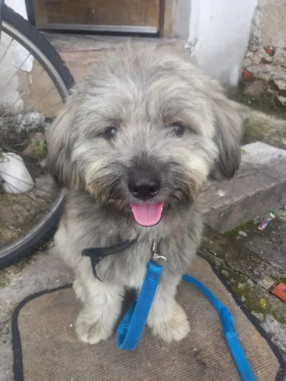 Cachorro raça São Bernardo idade 1 ano nome Apolo