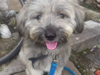 Cachorro raça São Bernardo idade 1 ano nome Apolo