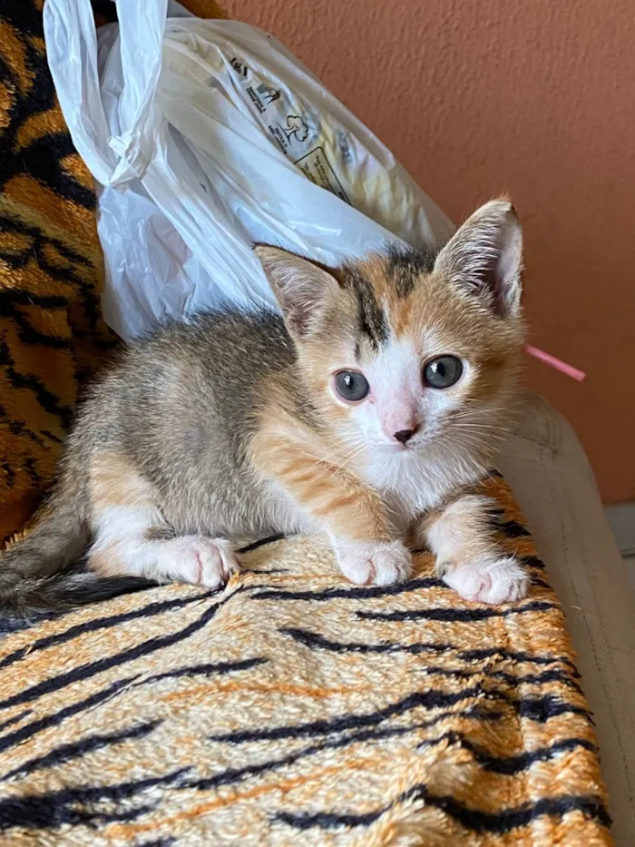 Gato raça SRD-ViraLata idade 2 a 6 meses nome Mingau de aveia com caramelo 