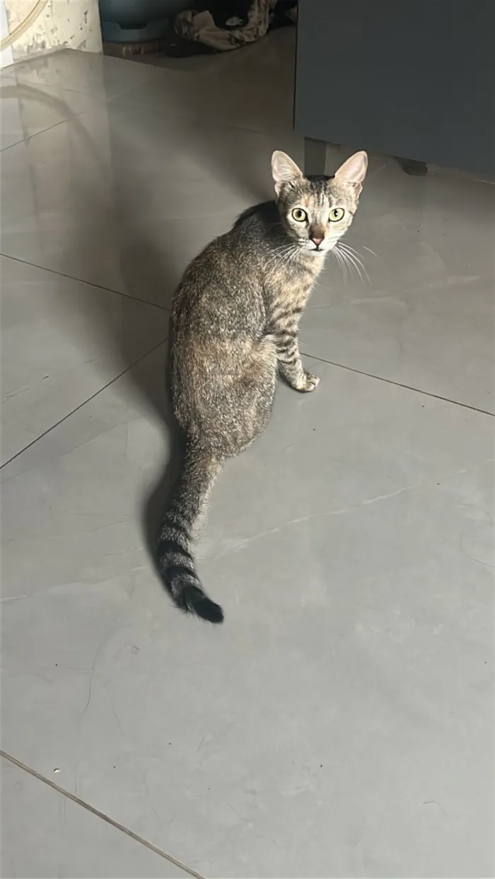 Gato raça SRD-ViraLata idade 1 ano nome Tigresa - procura uma família??