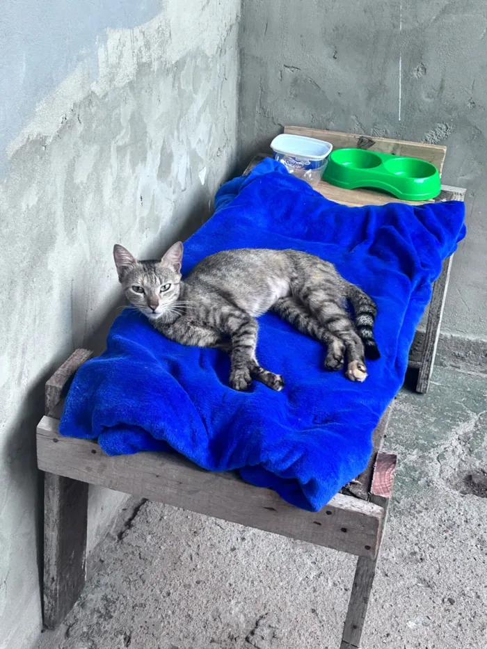 Gato raça SRD-ViraLata idade 1 ano nome Tigresa - procura uma família??