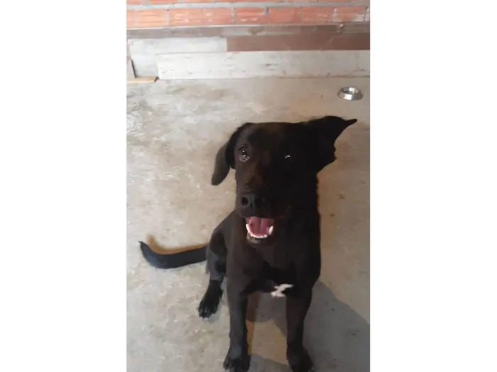 Cachorro raça Labrador idade 7 a 11 meses nome Cristina Maria