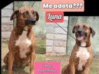 Cachorro raça SRD-ViraLata idade 3 anos nome Luna