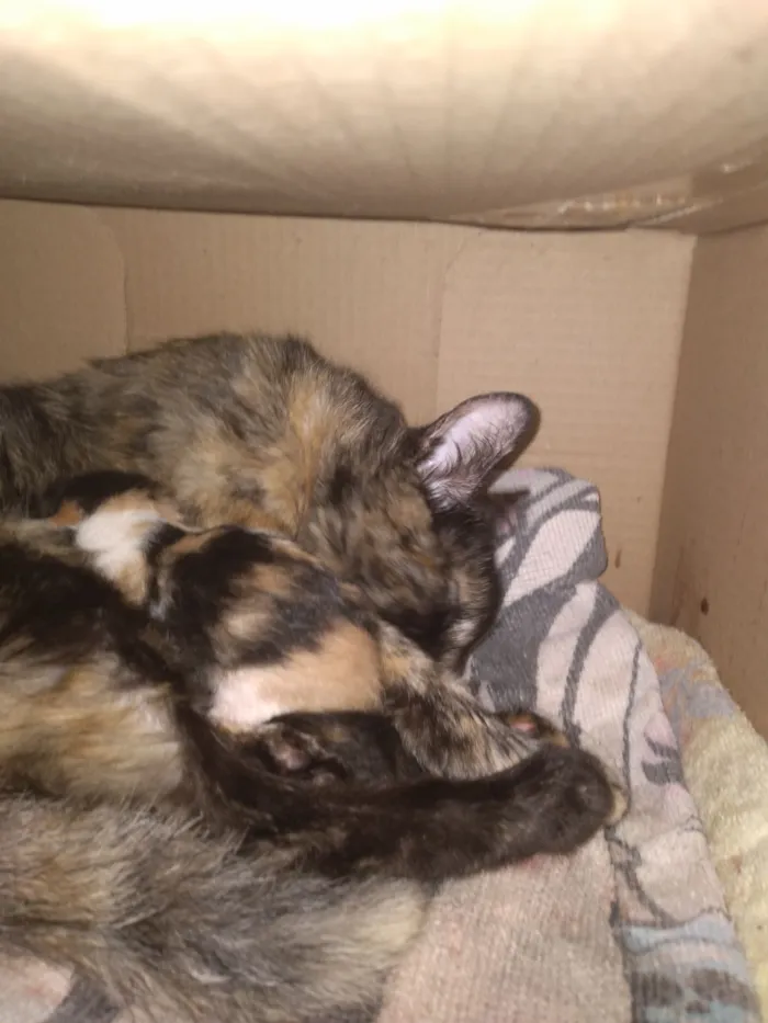 Gato raça SRD-ViraLata idade Abaixo de 2 meses nome Não dei nomes pois acabaram de nascer. 