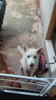 Cachorro raça Husky Siberiano idade 1 ano nome Tusk 