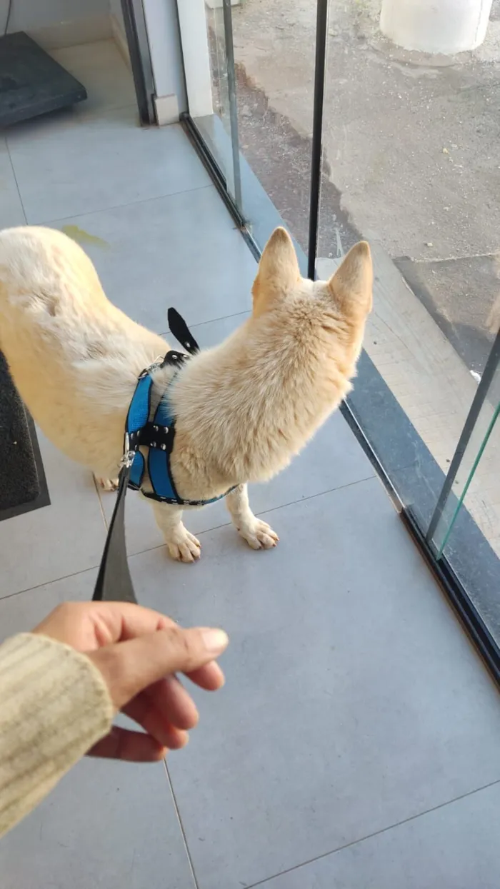 Cachorro raça Husky Siberiano idade 1 ano nome Tusk 