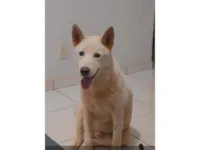 Cachorro raça Husky Siberiano idade 1 ano nome Tusk 