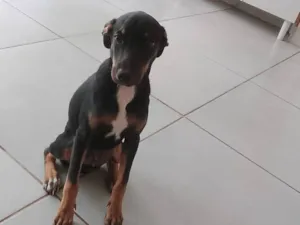 Cachorro raça SRD-ViraLata idade 2 a 6 meses nome Bob