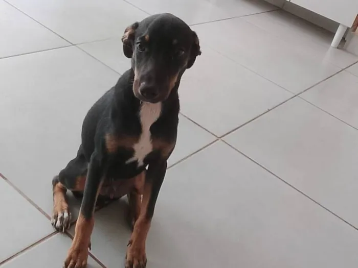 Cachorro raça SRD-ViraLata idade 2 a 6 meses nome Bob