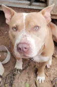 Cachorro raça Pit-Bull idade 2 anos nome Pity