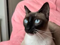 Gato raça Siamês idade 1 ano nome Soneca