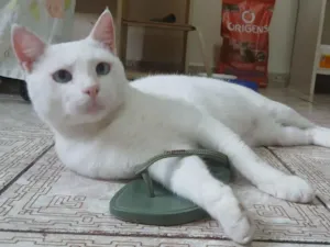 Gato raça SRD-ViraLata idade 3 anos nome Canjica