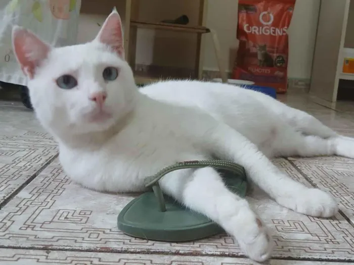 Gato raça SRD-ViraLata idade 3 anos nome Canjica