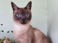 Gato raça SRD-ViraLata idade 3 anos nome Pitaya