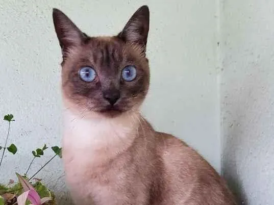 Gato raça SRD-ViraLata idade 3 anos nome Pitaya