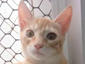 Gato raça SRD-ViraLata idade 2 a 6 meses nome ROCK