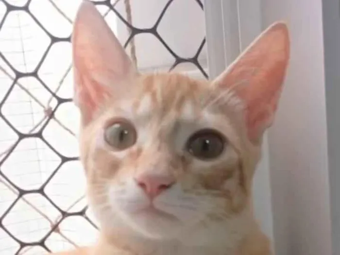 Gato raça SRD-ViraLata idade 2 a 6 meses nome ROCK