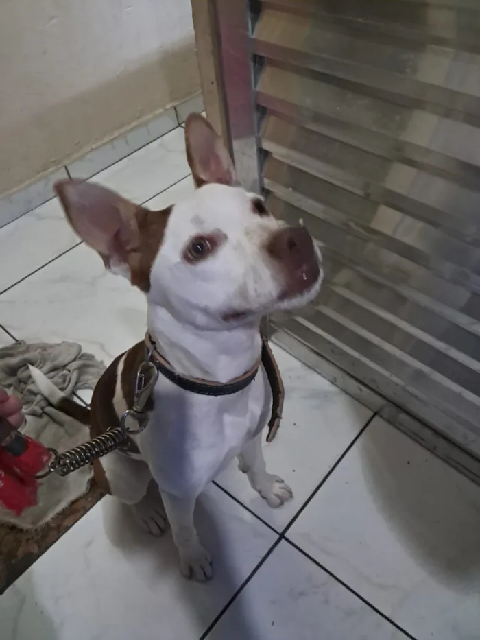 Cachorro raça Pit-Bull idade 7 a 11 meses nome Layla