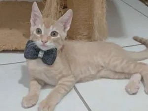 Gato raça SRD-ViraLata idade 2 a 6 meses nome Ringo