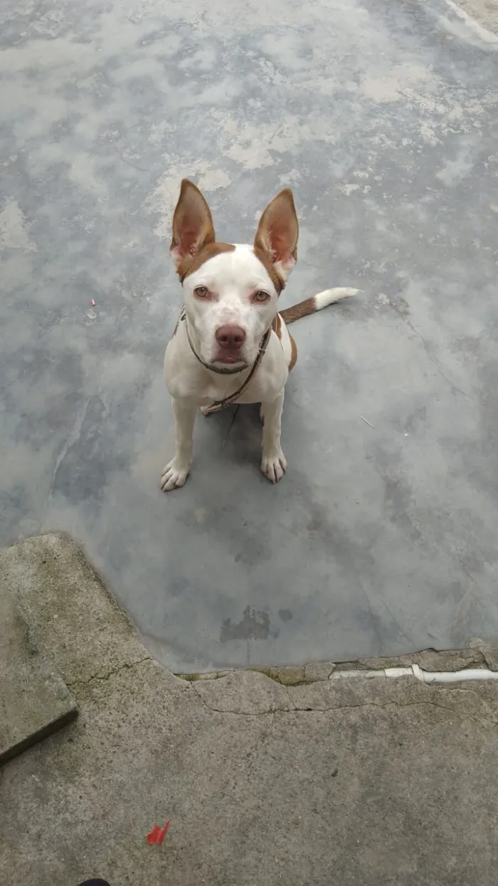 Cachorro raça Pit-Bull idade 7 a 11 meses nome Layla