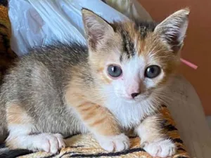 Gato raça SRD-ViraLata idade 2 a 6 meses nome Mingau de aveia com caramelo 