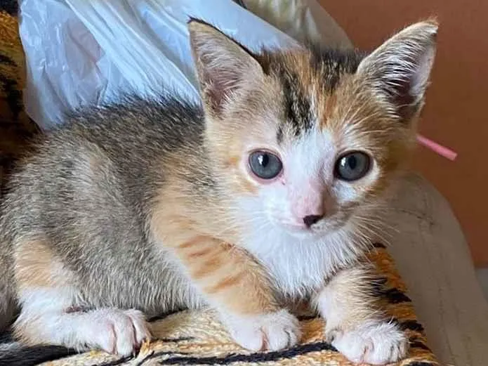 Gato raça SRD-ViraLata idade 2 a 6 meses nome Mingau de aveia com caramelo 