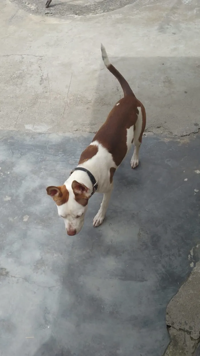 Cachorro raça Pit-Bull idade 7 a 11 meses nome Layla