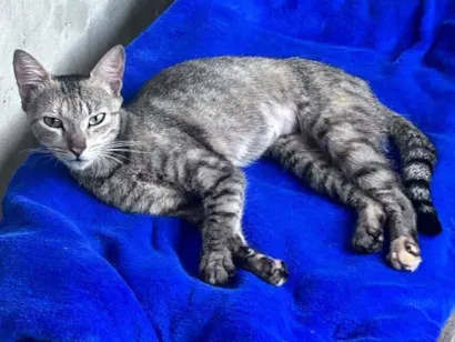 Gato raça SRD-ViraLata idade 1 ano nome Tigresa - procura uma família??